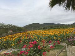 -亚龙湾国际玫瑰谷