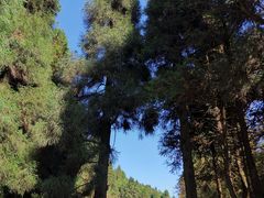 -武陵山森林公园