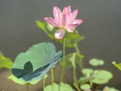 -木塔寺遗址生态公园