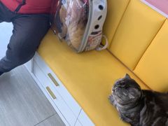 -全心全意连锁动物医院·微创中心·内科急重症·心脏专科(丰管路店)