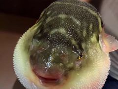 -肆月河豚·新淮扬(金融街店)