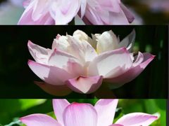 -南宁良凤江国家森林公园