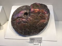 -重庆自然博物馆(新馆)