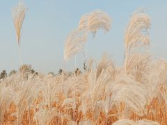 -汉长安城未央宫国家考古遗址公园