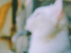 -喵屿·大理花园猫咖