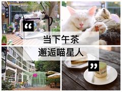 -有猫主题·治愈系猫咖(曾厝垵店)