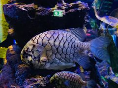 -暹罗海洋世界
