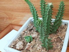 -茶颜观色(大顺巷店)