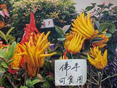 -花鸟鱼虫鲜花绿植市场(玉泉路店)