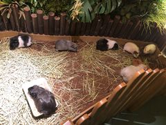 -藦茜花园宠物主题亲子互动体验馆(国顺东路店)