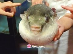 -天正河鲀·河豚亭(大连店)