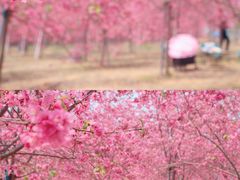 -天适樱花悠乐园