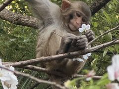 -苏州上方山国家森林公园