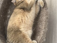 -藏猫猫咖啡主题馆(中央大道店)