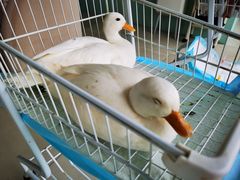 -怪兽屋·羊驼·猫咖·狗咖(俊华广场店)