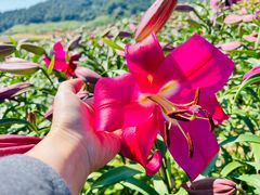-径山花海
