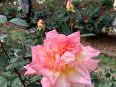 -人民公园(罗湖区)