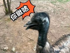 -灵玲国际马戏城