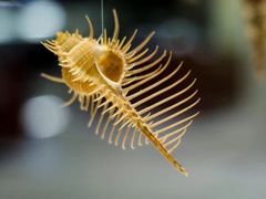 -青岛贝壳博物馆