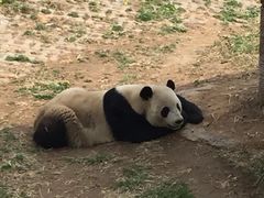 -石家庄市动物园