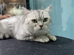 -老吴的猫·猫舍(新区店)