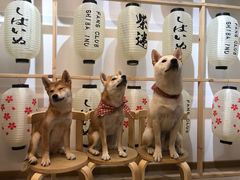 -柴迷FANS CLUB·柴犬狗咖·猫咖