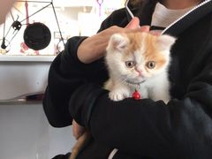 -糯米喵星人总部直营旗舰店·猫舍·幼猫出售