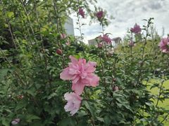 -成都市实验小学(人民中路校区)