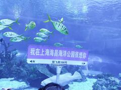 -上海海昌海洋公园