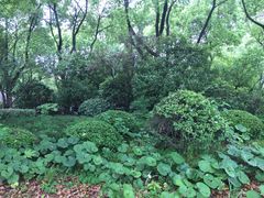 -昆山城市生态森林公园