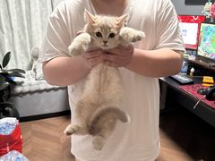 -翊宠yipet猫狗购宠庄园
