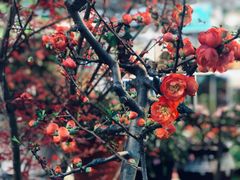 -双季花艺园艺市场(浦东店)
