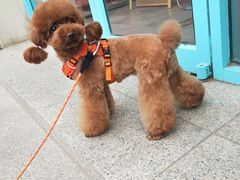 -百好乐宠物友好餐厅(朝外大街店)