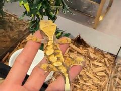 -FAIRYLAND龙族星球主题餐厅(凯丹广场店)