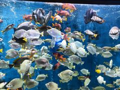 -合肥海洋世界