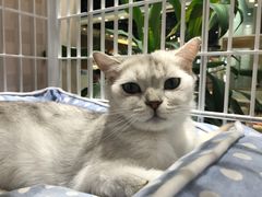 -藏猫猫咖啡主题馆(中央大道店)