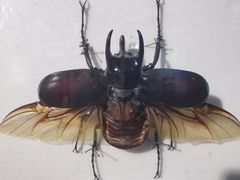 -上海昆虫博物馆