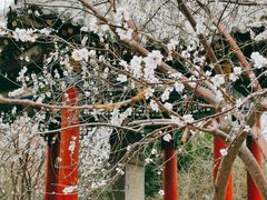 -桃花堤公园