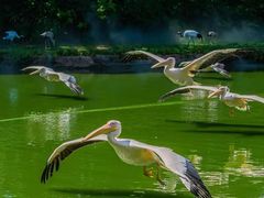 -广州长隆飞鸟乐园