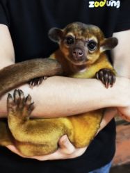 -Zoolung Zoolung动物主题公园(海信广场店)