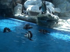 -帝企鹅自助餐厅•儿童岛•真企鹅(长隆企鹅酒店)