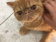 -飞行喵MR PILOT|猫舍·猫咖(静安大融城店)
