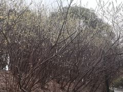 -八大山人梅湖景区