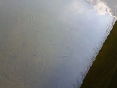 湿地公园-溱湖国家湿地公园