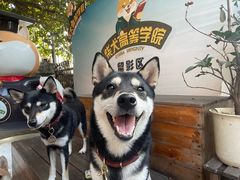 -柴犬高等学院·狗咖·柴犬售卖·宠物训练