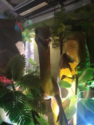 -恐龙探索乐园(磁器口店)