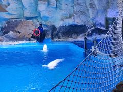 -海合安青岛极地海洋公园