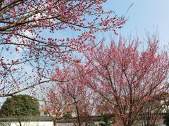 -武汉紫薇都市田园