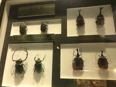 -上海昆虫博物馆