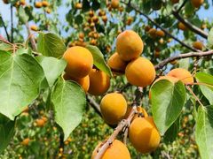 -野鸭湖国家湿地公园